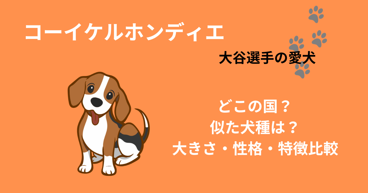 大谷翔平の愛犬コーイケルホンデの特徴と似た犬種